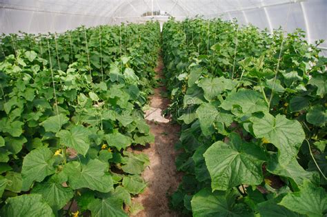 Growing Of Cucumber In Greenhouse Stock Image Image Of Farm Indoors