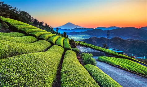 Tea Plantation Green Harvesting Leaves Farming Farmer Land