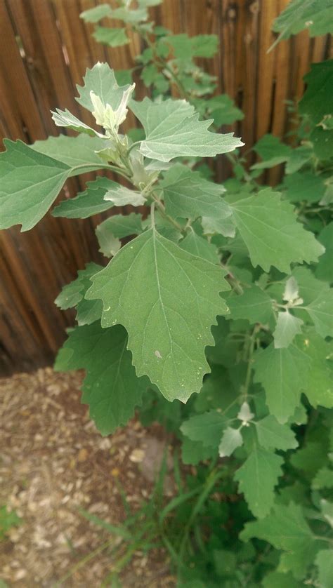 Tall Broad Leaf Weed Help Identify Rgardening