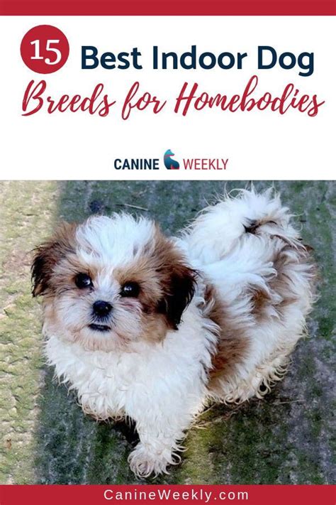 15 Best Indoor Dogs for Homebodies | Canine Weekly | Pets ...