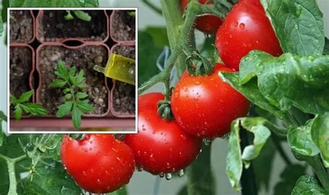 ‘essential Way To Feed Your Tomato Plants To Grow ‘bigger Better And