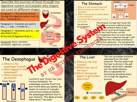 The Digestive System Teaching Resources