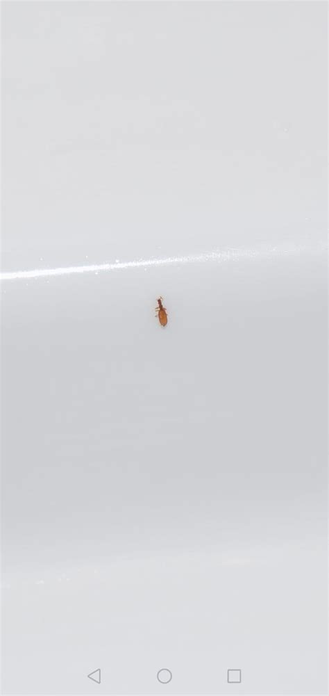 Help Iding This 1mm Shower Bug From Scotland Pestcontrol