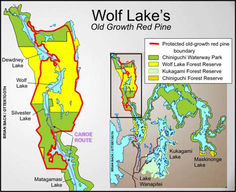 Wolf Lake Old Growth Red Pine And Map Temagami