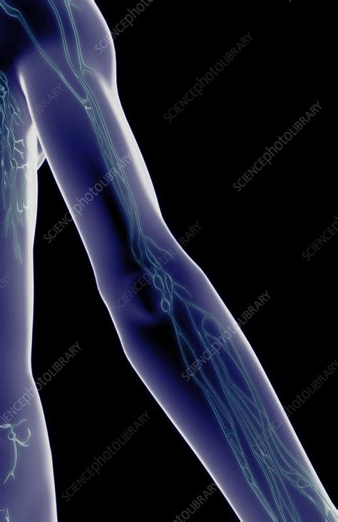 The Lymph Vessels Of The Elbow Stock Image C0081804 Science