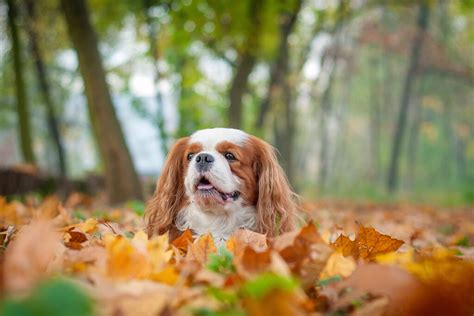 Best Service Dog Breeds For Ptsd And Anxiety Hellobark