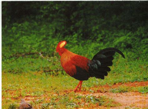 7 Sri Lanka Jungle Fowl Male Bird Download Scientific Diagram