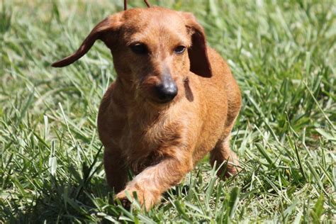 Dachshund Dog Information Interesting Facts And Historical Background