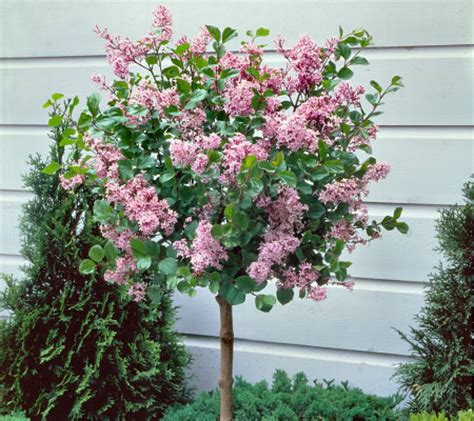 Maybe you would like to learn more about one of these? Cottage Farms Ornamental Dwarf Lilac Tree - Page 1 — QVC.com