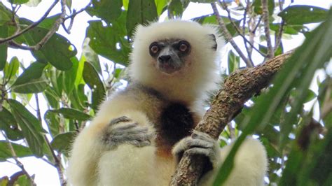 Silky Sifaka Monitoring At Marojejy National Park The Lemur