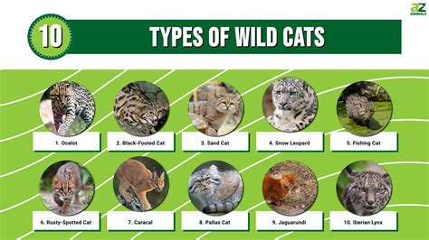 10 Types Of Wild Cats Az Animals