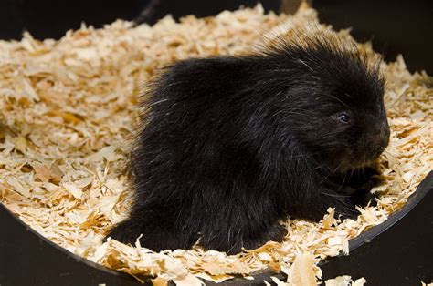 Baby Porcupine Born At Woodland Park Zoo So Cute Baby Zoo Animals
