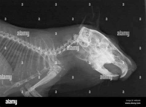 Guinea Pig X Ray Stock Photo Alamy