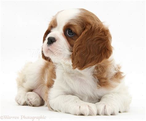 Dog Blenheim Cavalier King Charles Spaniel Pup Photo Wp18763