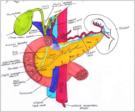 Pancreas Anatomy Image | Anatomy System - Human Body Anatomy diagram