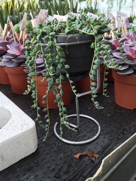 Trailing Succulent With Pink Flowers