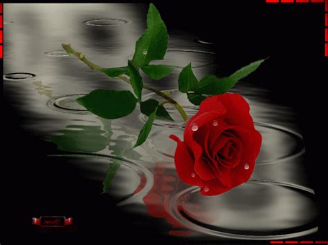 ⊱ Rosa ⊱ Beautiful Roses Red Roses Rose