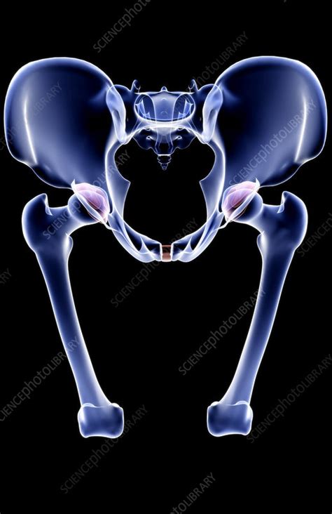 The Bones Of The Pelvis Stock Image F0019775 Science Photo Library