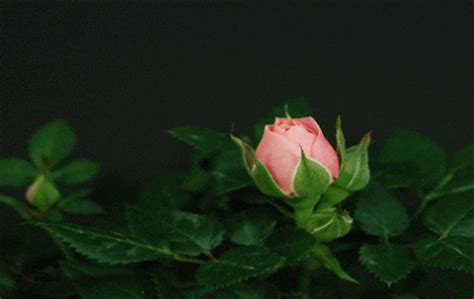 They are a subject of verse and no natural portrayal is complete without reference to flowers. Rose GIFs - Find & Share on GIPHY