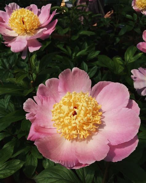 Gorgeous Pink Peony Flowers In Full Bloom Stock Photo Image Of Coral