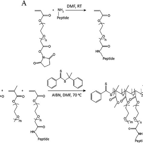 A Synthesis Of Acrylate Peg Peptide Monomer And B Synthesis Of