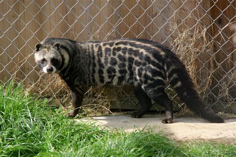 African Civet Civettictis Civetta Zoochat