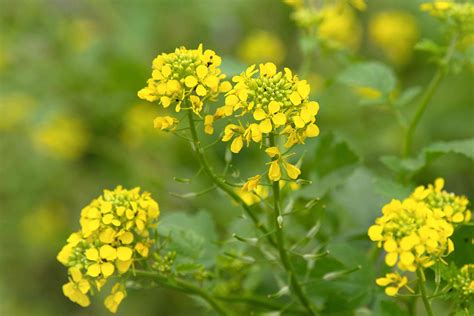 How To Grow And Care For The Mustard Plant