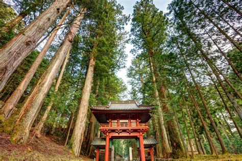 Forests Of Nikko By Auroraphotos On Deviantart