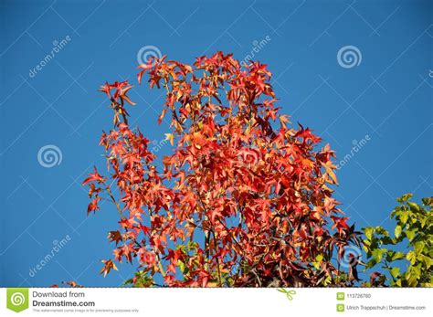 Zoom Background Free Autumn Autumn Motion Zoom Blurred Abstract