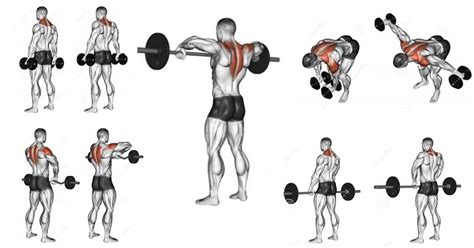 Trapezius Exercises To Help You Build Stunning Back Muscles Multiple