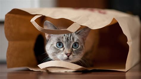 11 Adorable Cats Cozied Up In Bags Womans World