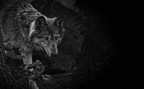 Download Wallpaper 3840x2400 Wolf Predator Bw Beast Wildlife 4k
