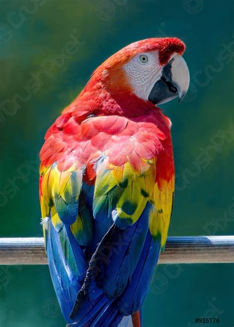 Colorful Parrot Portrait Stock Photo Crushpixel