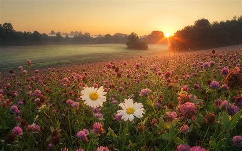 1920x1080px 1080p Free Download Meadow At Sunrise Flowers Nature