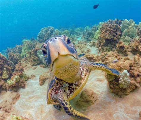 Honu Or Hawaiian Green Sea Turtle At Wailea Point Maui Hawaii Honu Can Become Curious When