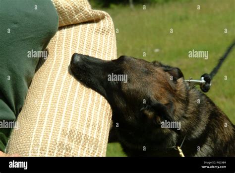 Polizeihund beißender arm Fotos und Bildmaterial in hoher Auflösung