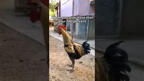 Rooster Falls Over Crowing Funny Rooster Shorts21 Youtube