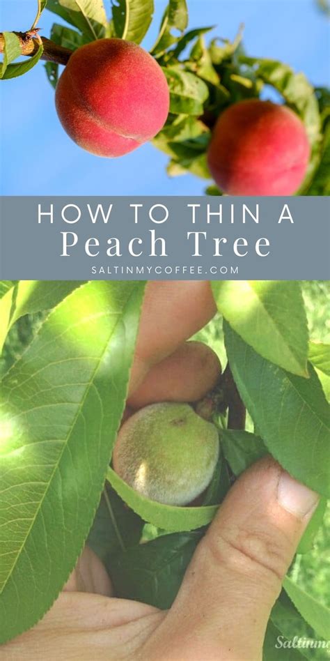 How To Thin Peaches For Better Harvests And Healthier Trees Peach Trees