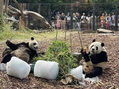 Belgian Zoo Receives Letter From Xi On Pandas Birthday World