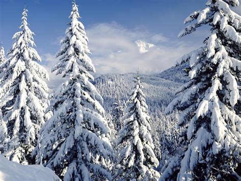 Wallpapers Of Snow Covered Trees Maxipx