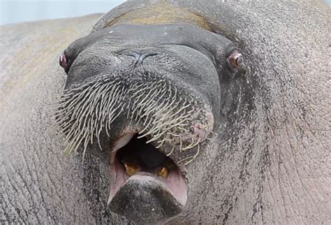 ‘singing Walrus Is Fascinating Freaky