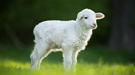 White Lamb Is Standing On Green Grass In Blur Background Hd Lamb