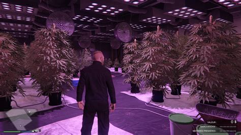 Gta 5 Online Ferme De Cannabis Comment Acheter Le Lieu De Production
