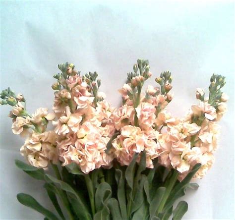 Apricot Peach Double Stock Flowers And Fillers Flowers By