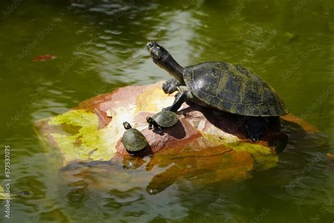 The Amazonian Turtle Podocnemis Expansa Is A Freshwater Chelonian Of