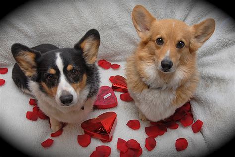 37 Animal Valentines Day Pictures Notorioustomo