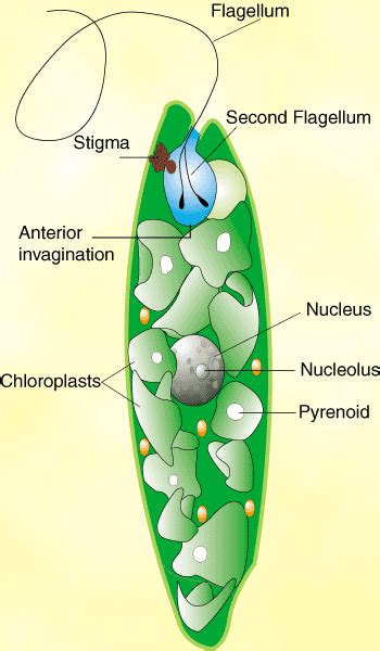 A pyrenoid is an organelle and it is considered an algae. Protista: Algae | SparkNotes