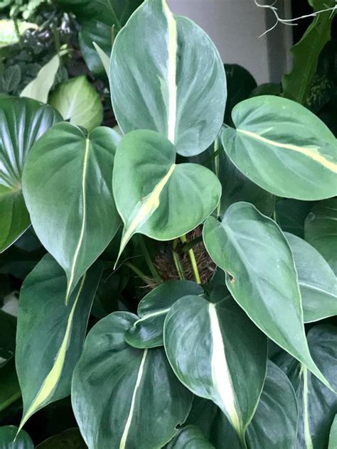Plantfiles Pictures Philodendron Heartleaf Variegated Philodendron