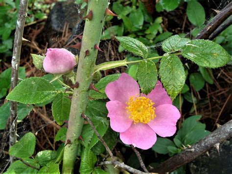 = malus coronaria var the apple tree is a native of europe, naturalized in this country, and flowers from april to june. Pin by Linda Whitworth-Reed on Arkansas Native Plants ...