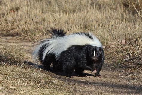 Why Are Skunks Digging Up My Yard Skedaddle Humane Wildlife Control